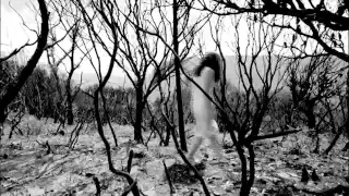 Regrowth film thumbnail