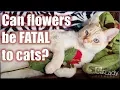 What flowers are TOXIC to cats and which are safe - Cat Lady Fitness