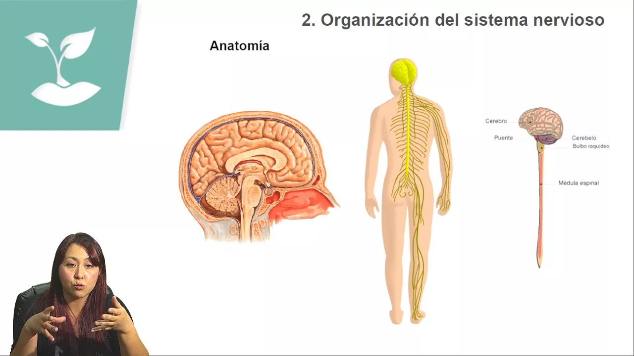 ORGANIZACIÓN DEL SISTEMA NERVIOSO/PSU BIOLOGÍA/CLASE N°27