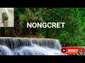 Nongcret