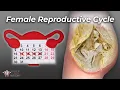 What Everyone Should Understand About a Woman s Cycle