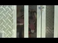 Jackson County Sheriff s Office introduces new division to K-9 unit