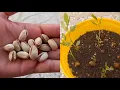 Download Lagu How to grow pistachio trees from pistachio fruits - with 100% success