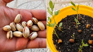 how to grow pistachio trees from pistachio fruits with 100 success