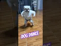 Lagu Dog Can Dance Like Human5  #dogs  #funny  #viralmoments #animaldance