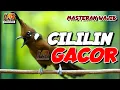 Lagu MASTERAN CILILIN GACOR DURASI PANJANG AUDIO JERNIH
