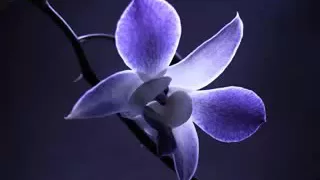 سورة الحديد سليمان العتيبي 