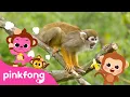 Boom Cheeky Cheeky Baby Monkey Kids Nursery Rhyme Pinkfong Ninimo