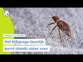 Waar komen al die bedwantsen toch ineens vandaan