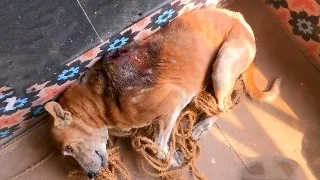 Huge Maggot Wound on His Back Frightened Dog Finally Rescued by RRSA India | Incredible Recovery