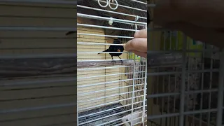 ترويض طائر الشحرور المغربي    جحمومية دندنها