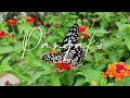 Cueshé - Pangako [Lyric Video]