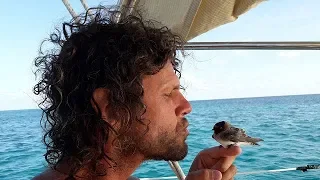 Ep.189 A close encounter of the Bird kind