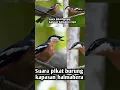 Download Lagu suara pikat burung kapasan halmahera mp3