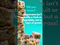 Download Lagu Sugarcane SCANDAL! Grass Posing as Candy?! + World's BIGGEST Pancake!