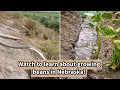 Farming Great Northern Beans in the Nebraska Pandhandle