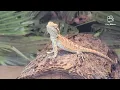 Petsmart in Las Vegas Nevada