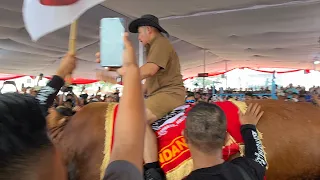 PANAS.. JUARA KONTES SAPI PRESIDEN KELAS CROSS  EXTRIM🔥