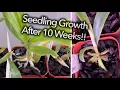 Download Lagu Remarkable Deflasked Orchid Growth!