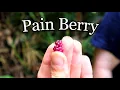 I Tasted A Berry from The World s Most Painful Plant - GYMPIE GYMPIE