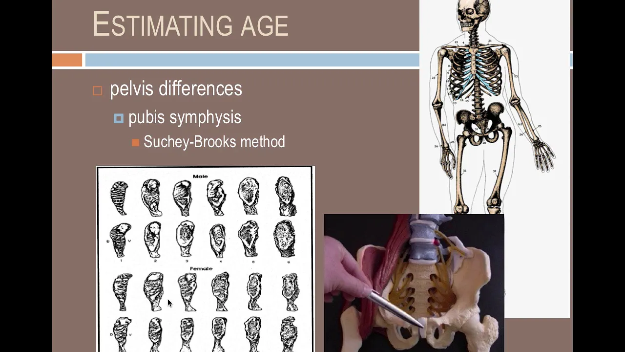 Forensic Anthropology: Identifying individuals