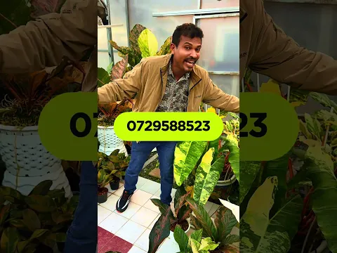 මේක කලාවක්