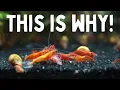 10 Most Common Reasons Why Shrimp Die