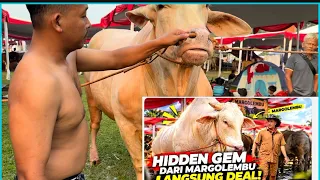 SAPI MONSTER UNIK LAMPUNG, SESUAI HARAPAN DI BELI AA IRFAN 🔥