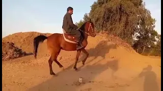 رقص الخيل علي مزمار الريس عابد المصري دندنها