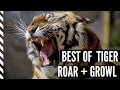 Lagu Compilation of TIGER Roar, Growl, Breathing and Snoring | Real Tiger Sounds Angry and Happy