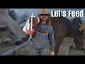 Feeding Stock With Dale Brisby