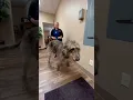 Download Lagu A 170lb Irish Wolfhound! #shorts