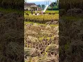 Download Lagu Pesta panen.. musim panen padi #vidioshort #berandayoutube #berandaatas #berandashorts