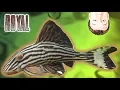 Tropical Fish - L190 Royal Plecostomus
