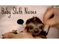 Baby Sloth Noises Compilation