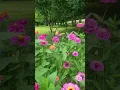 Download Lagu swallowtail butterfly in the zinnias