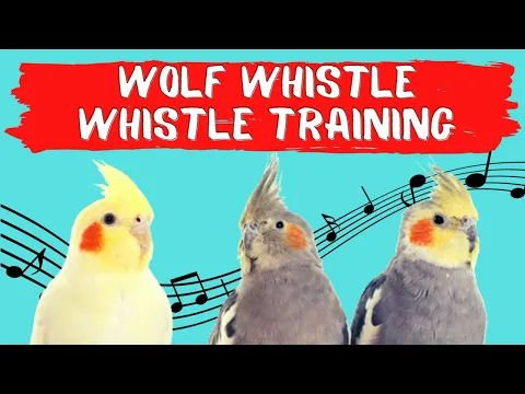 Download MP3 WOLF WHISTLE Whistling,  Cockatiel Training, Cockatiel Sounds and Whistle