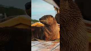 They’re BACK!!! #travel #boats #boat #otters #wildlife