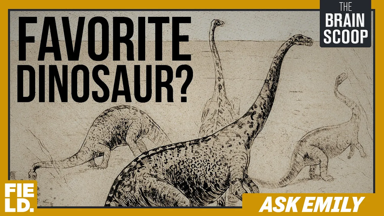 Ask Emily: The Favorites Episode