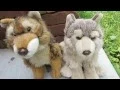 Comparing the Signature Endangered Red Wolf and the Signature Timber Wolf