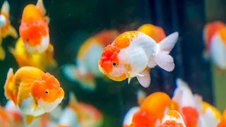 Download Tips memelihara Ikan Mas Koki di Aquarium MP3