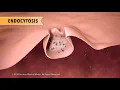 Cell Biology Active Transport
