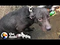 Cop Finds A Pit Bull Chained Up In The Rain The Dodo Pittie Nation
