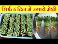 Download Lagu Grow Methi/Fenugreek in just 6 days at home | सिर्फ 6 दिन उगाये मेथी | Organic Methi in soil