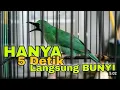 Download Lagu PANCINGAN CUCAK IJO GACOR BUKA PARUH BIKIN LAWAN CEPAT ON LANGSUNG EMOSI DENGAR SUARA INI