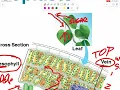 Photosynthesis notes
