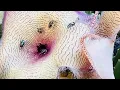 Download Lagu STAPELIA Gigantea Flowering