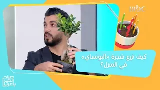 طرق زراعة شجرة البونساي في المنزل دندنها