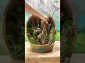 Paludarium GENTONG BEKAS dan Centong Es