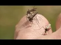 All outdoor activities suspended at Fulton County park after positive West Nile virus sample